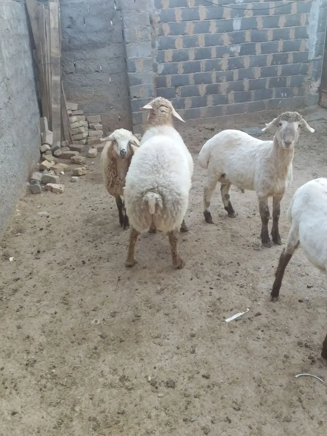 بره تخمی|حیوانات مزرعه|شیروان (خراسان), |دیوار