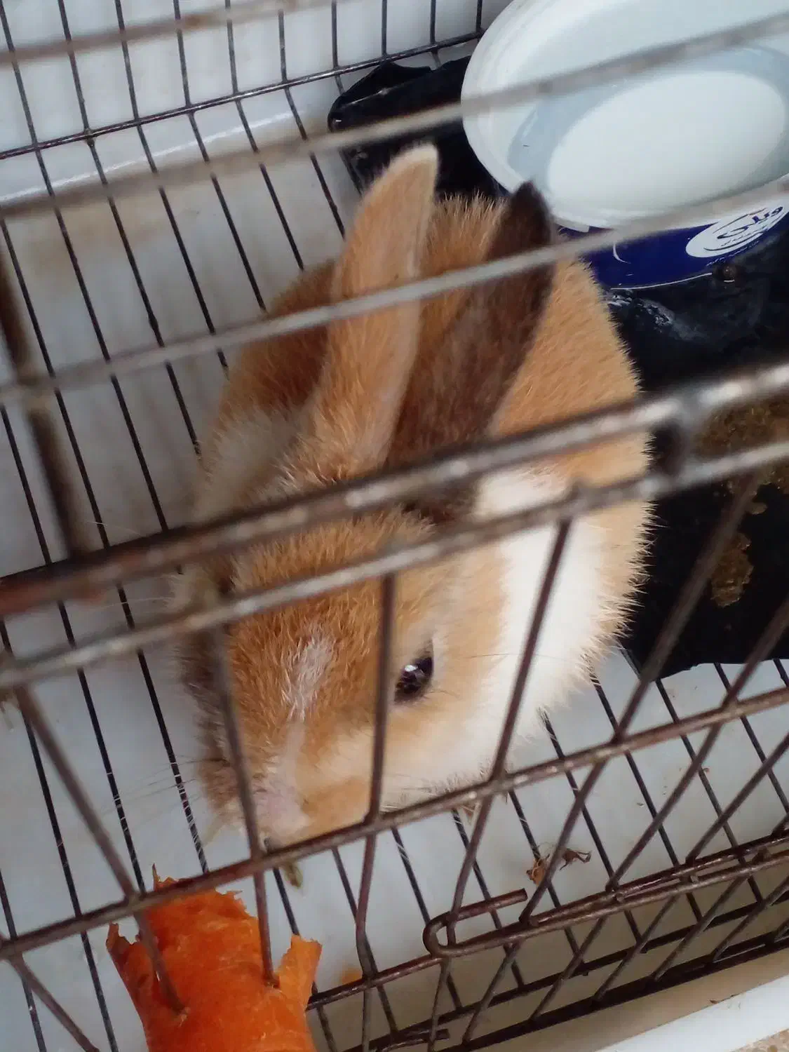 یک عدد خرگوش برای فروش|موش و خرگوش|مسجد سلیمان, |دیوار