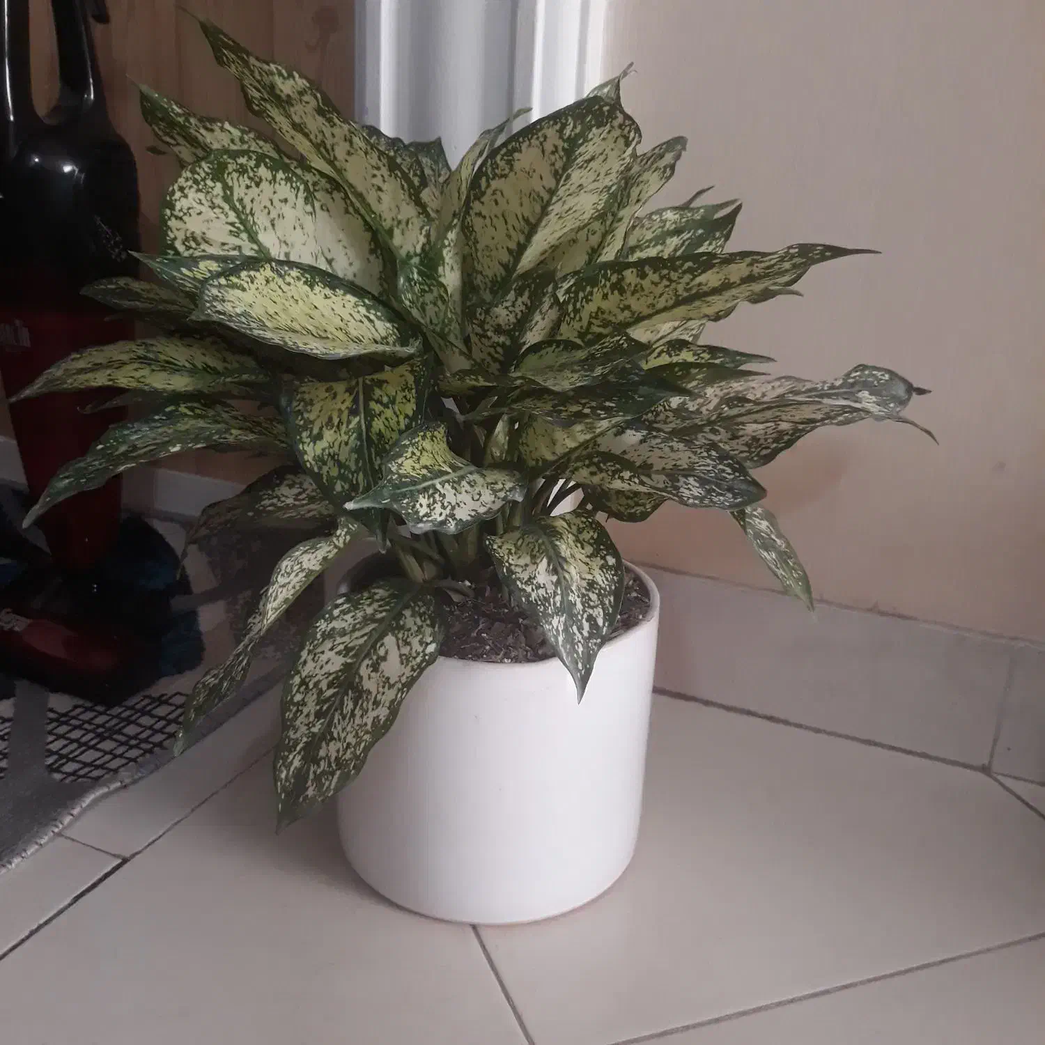 آگلونمای برفی|گل و گیاه طبیعی|مشهد, شاهد (شهرک غرب)|دیوار