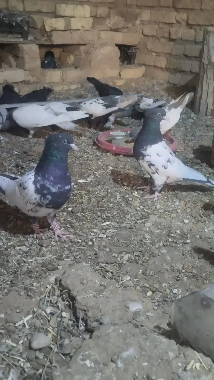 کبوتر کله سیاه|پرنده|شیراز, رکن‌آباد|دیوار