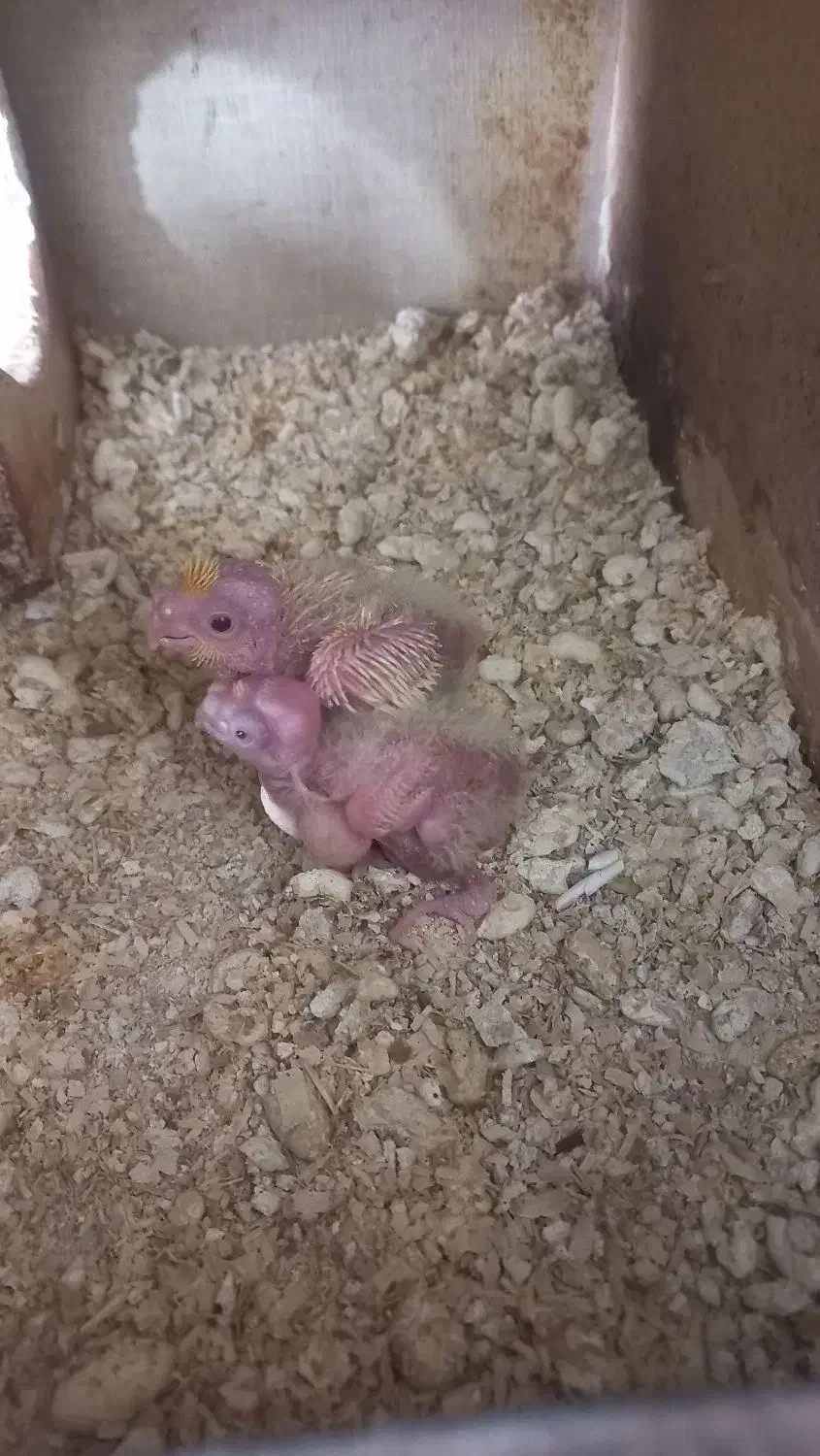 عروس هلندی و مرغ عشق انگلیسی|پرنده|هشتگرد, هشتگرد قدیم|دیوار