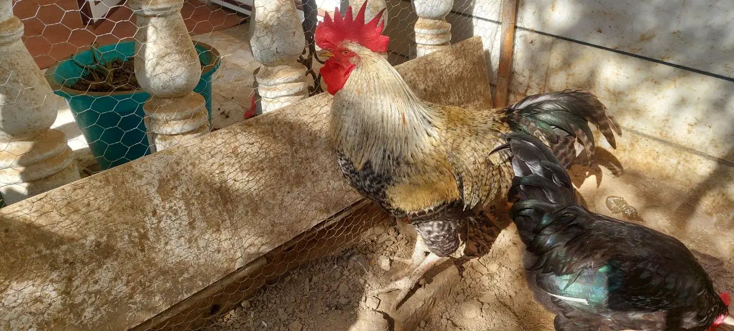 خروس محلی چاق|حیوانات مزرعه|بهشهر, |دیوار