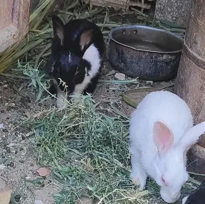 خرگوش فروشی|موش و خرگوش|زابل, |دیوار