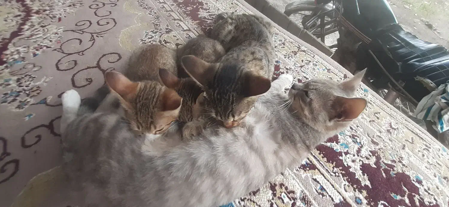 واگذاری رایگان گربه|گربه|ماسال, |دیوار