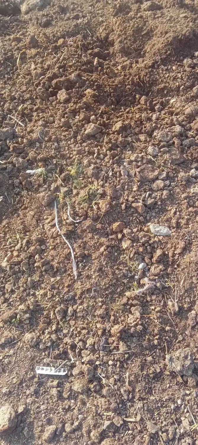 کود دامی|گل و گیاه طبیعی|انگوت, |دیوار