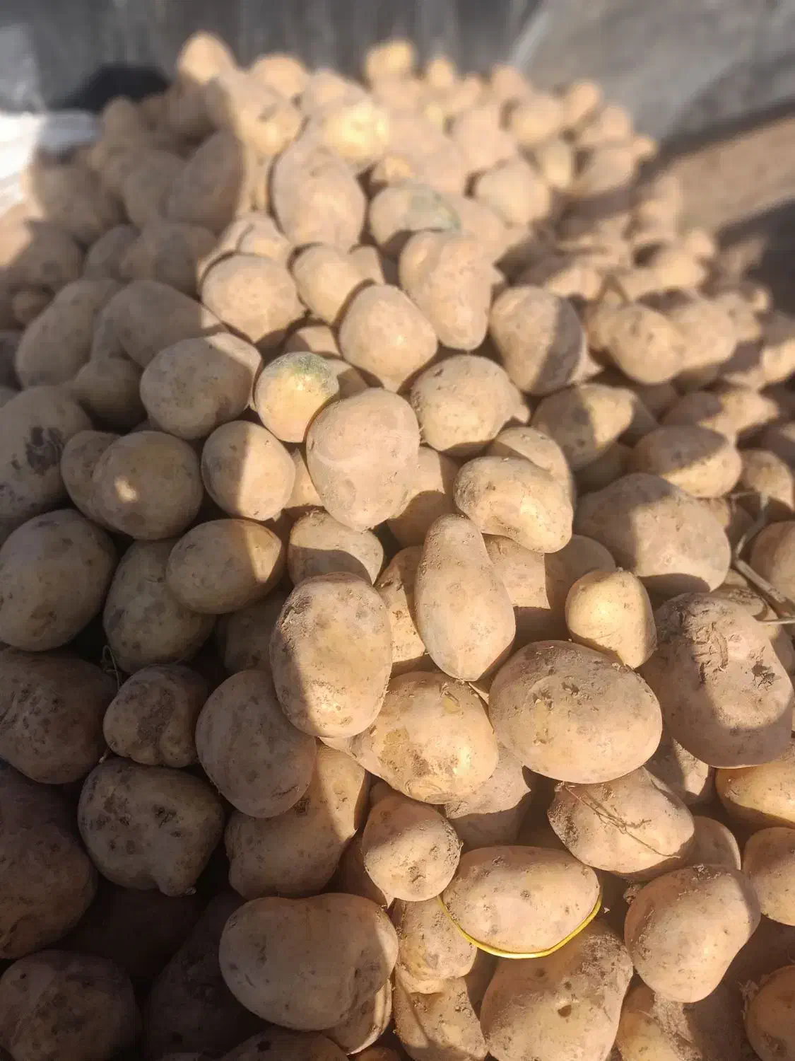 سیب زمینی جیلی|عمدهفروشی|مهرستان, |دیوار