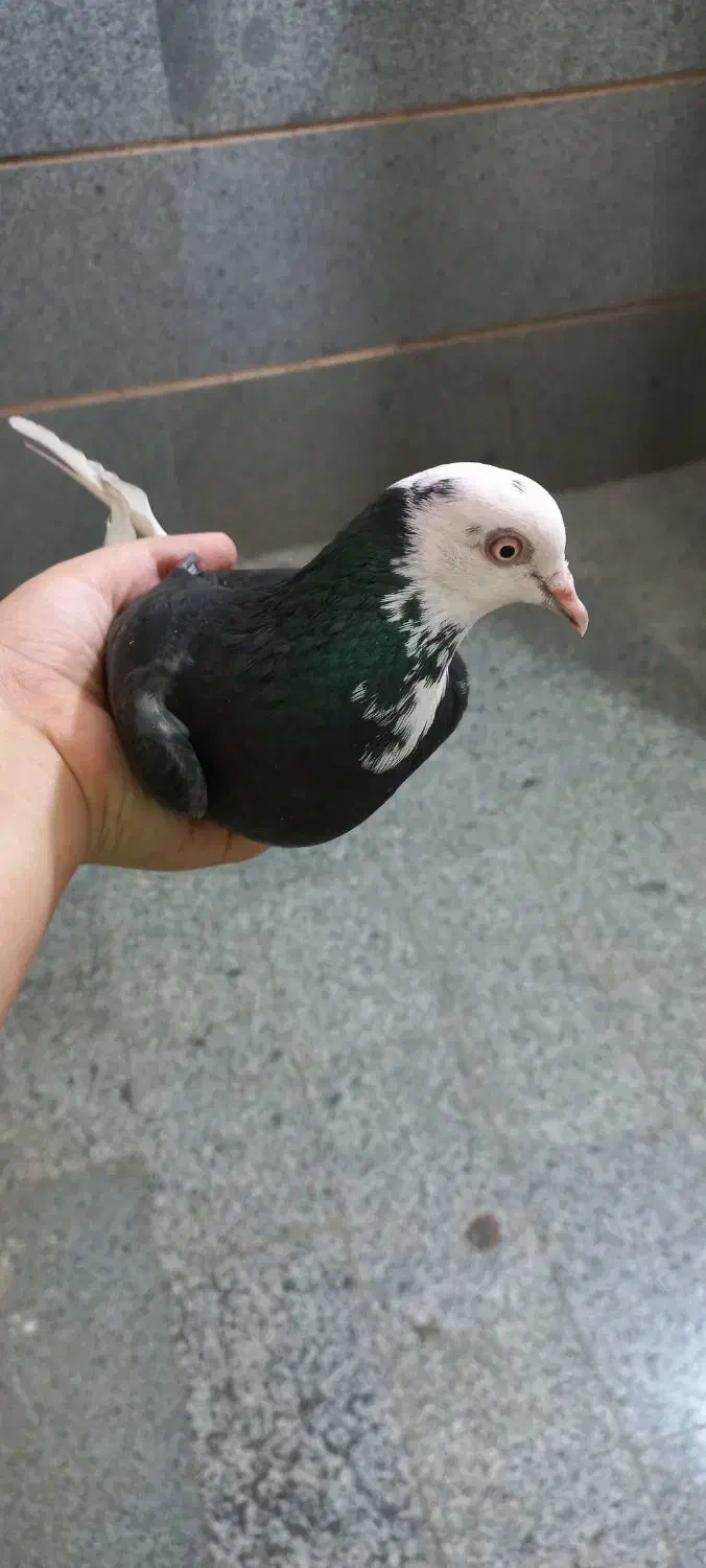 کفتر ساعتی|پرنده|پیشوا, |دیوار