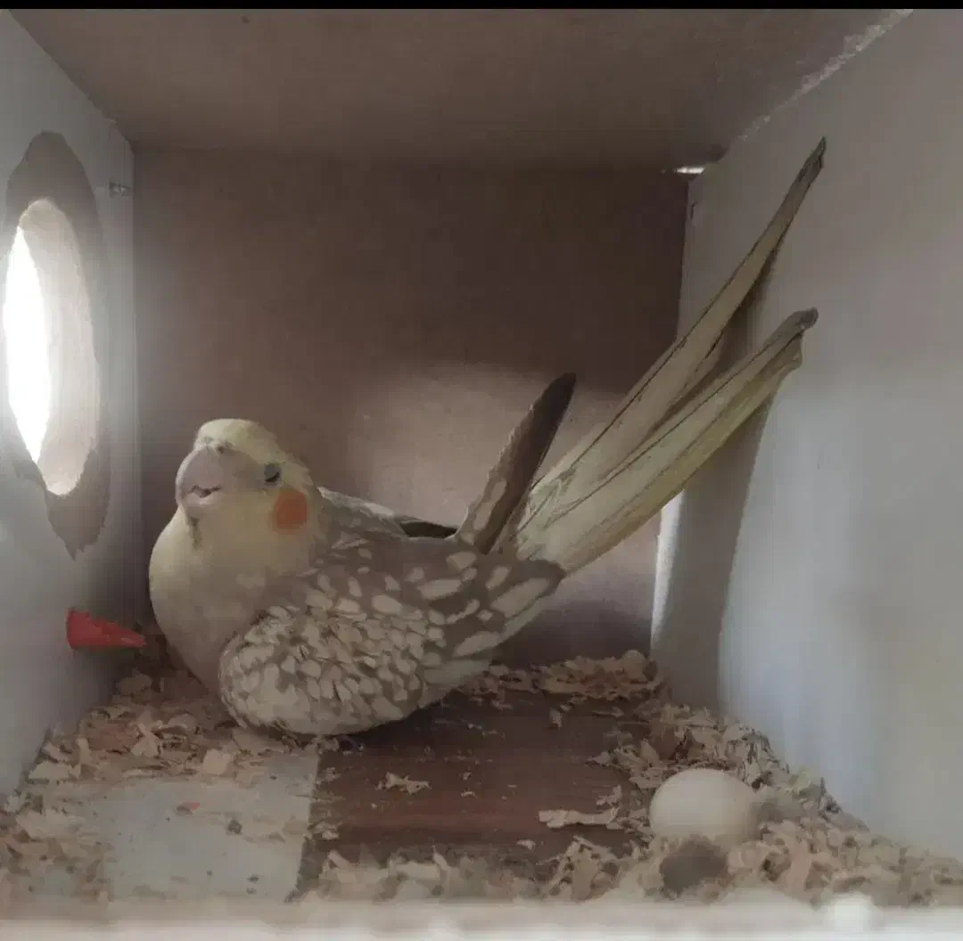 عروس هلندی|پرنده|تهران, هفده شهریور|دیوار