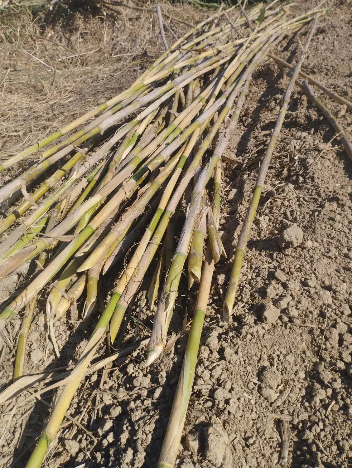 فروش انواع نی|عمده‌فروشی|بهشهر, |دیوار