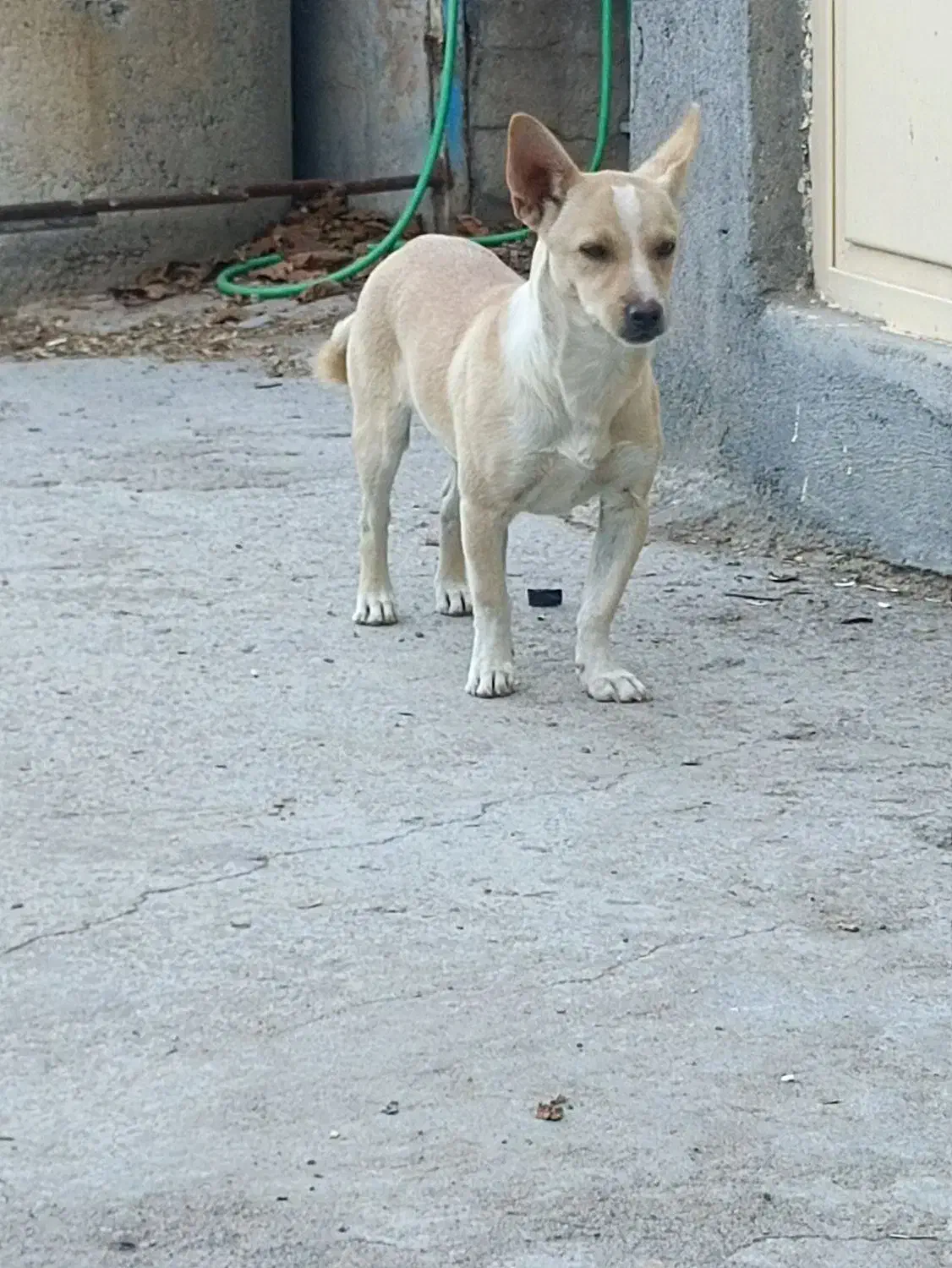 فروش سگ پا کوتاه|سگ|گوگان, |دیوار