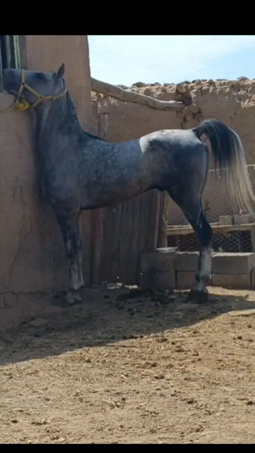 مادیان و اسب|اسب و تجهیزات اسبسواری|شاهین دژ, |دیوار