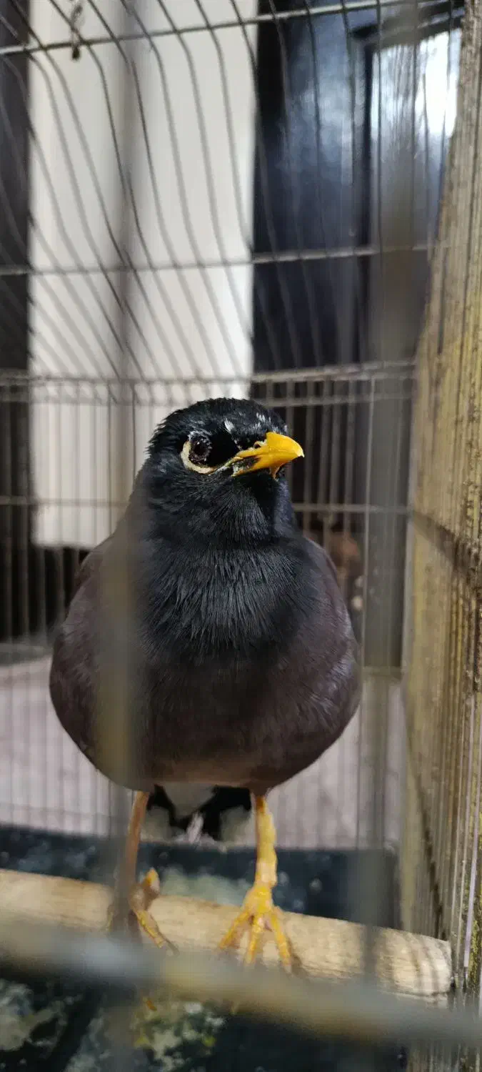 مرغ مینا سخنگو|پرنده|تهران, نیروی هوایی (پیروزی)|دیوار