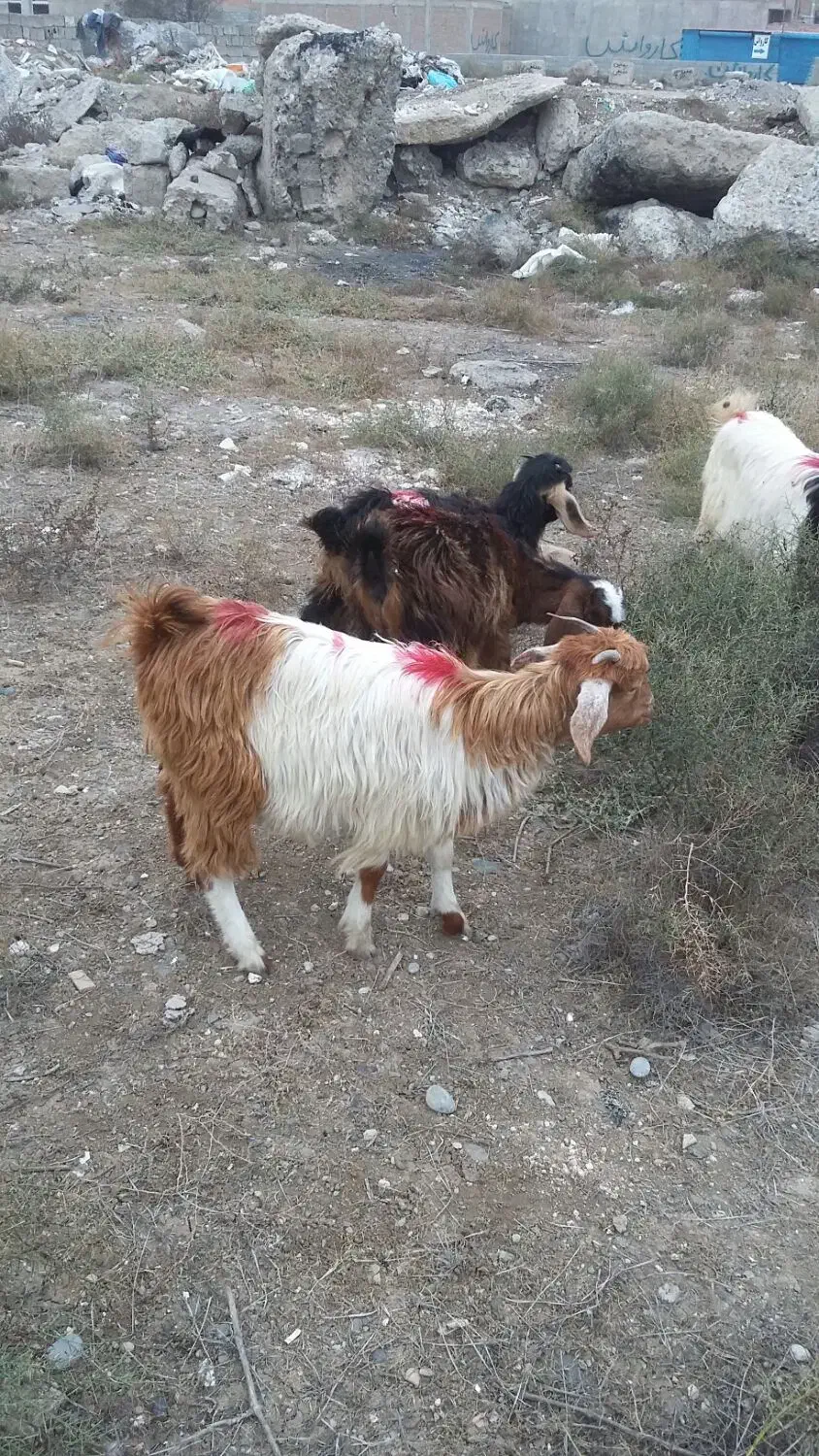 پارس اباد|حیوانات مزرعه|پارس‌آباد, |دیوار