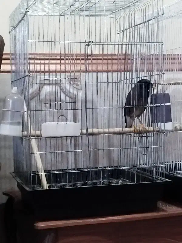 فروش مرغ مینا|پرنده|بند زرک, |دیوار