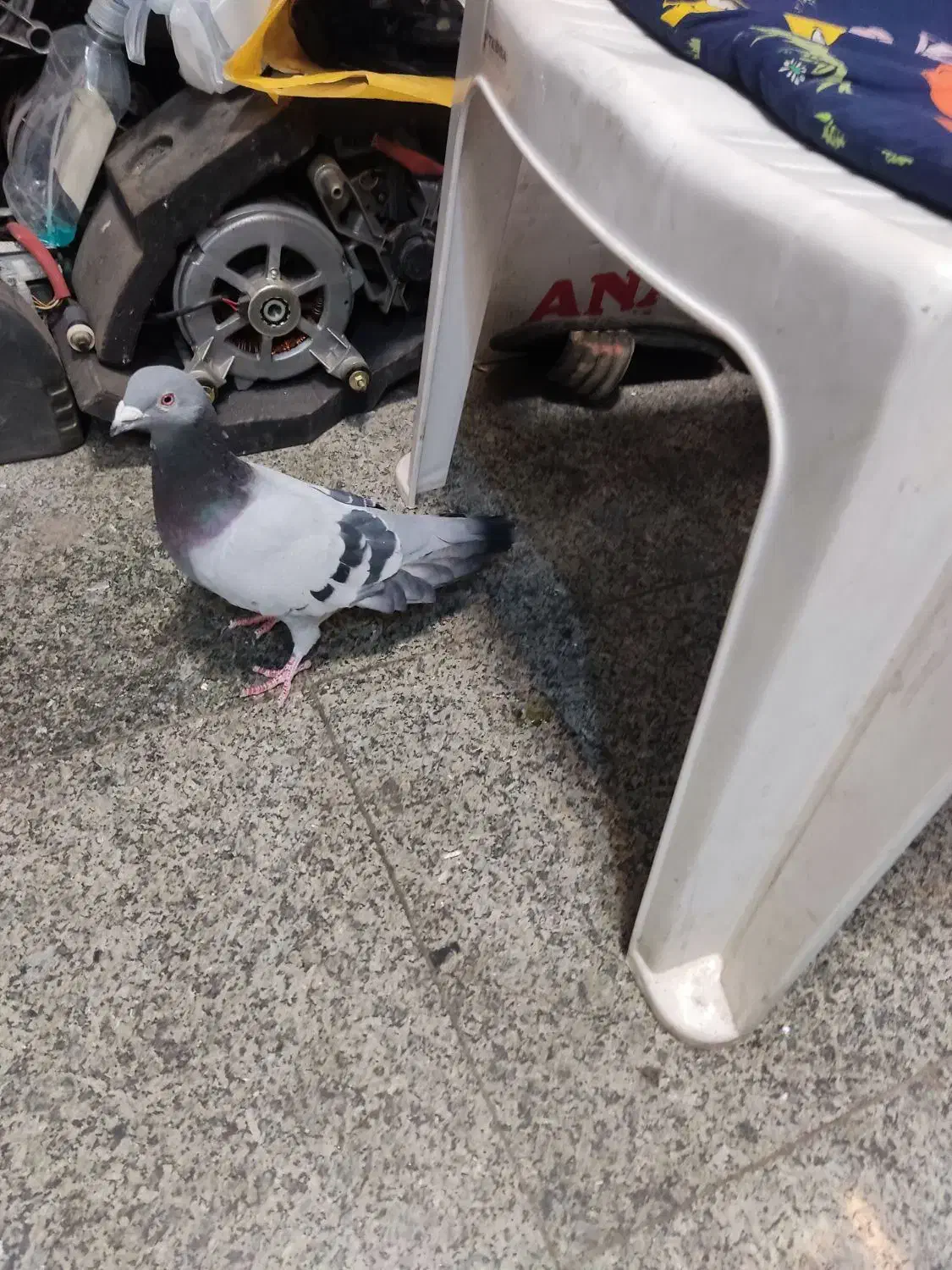 کبوتر مسافتی شکار شده|پرنده|میاندوآب, |دیوار