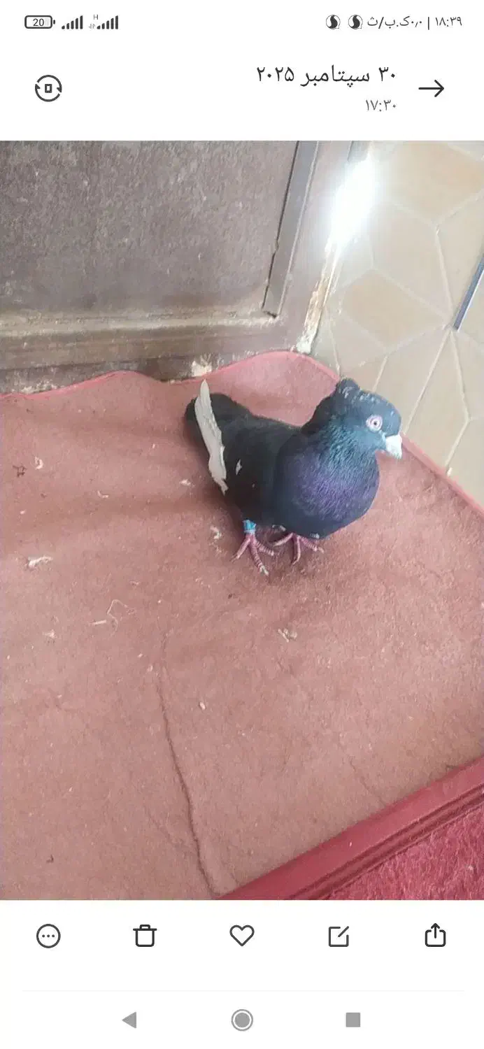 کفتر نر پرشی تهرانی وزد|پرنده|هامون, |دیوار