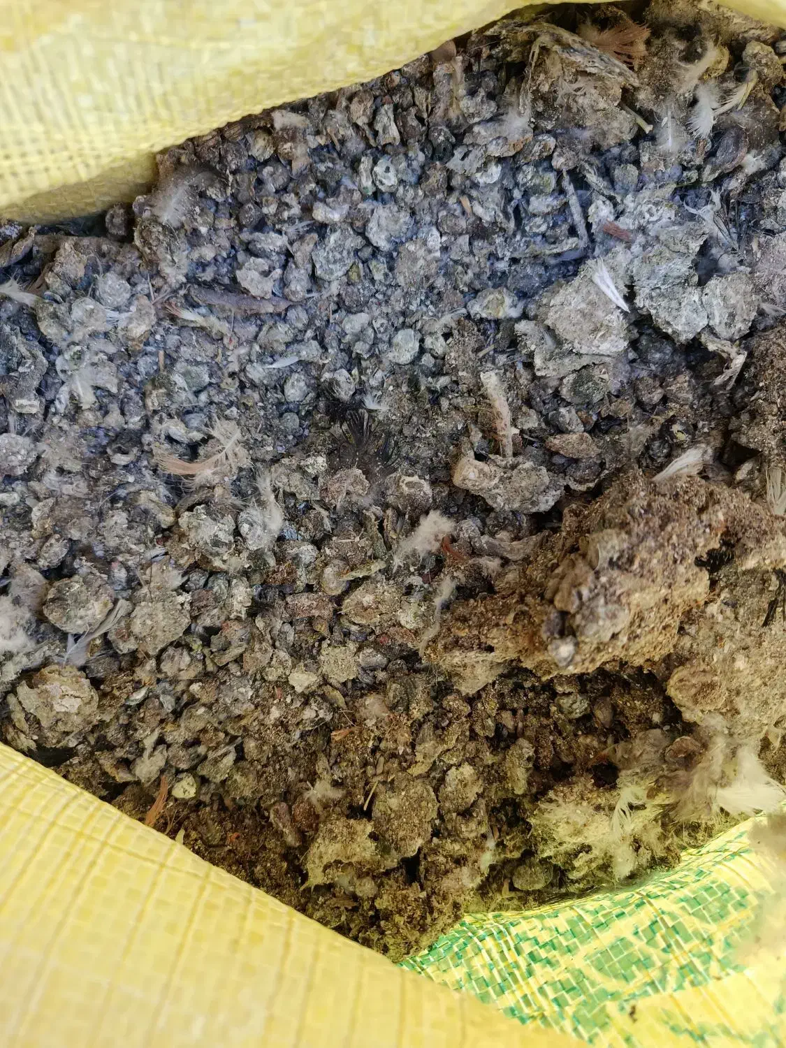 کبوتر|لوازم جانبی حیوانات|تبریز, |دیوار