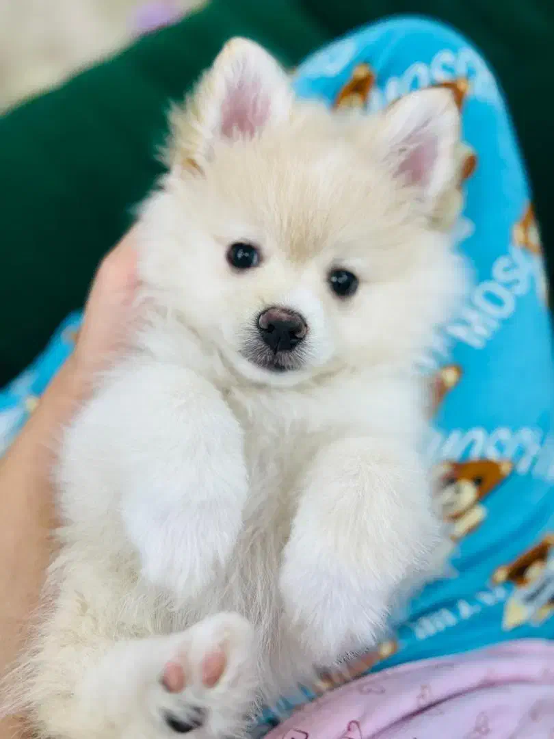 سگ پامر|سگ|بندر کنگان, |دیوار