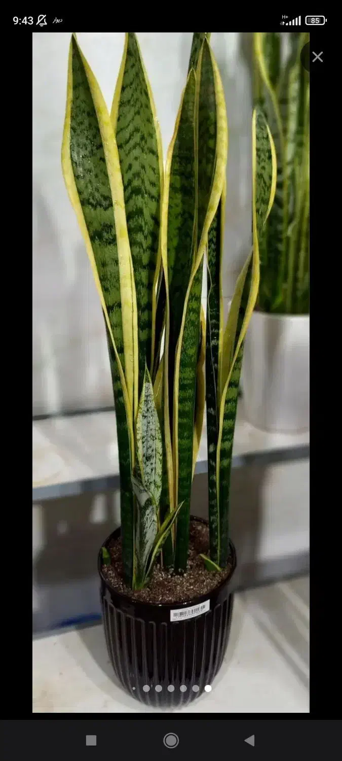 دو عدد فرش ۶ متری ( نو نیست زیاد) یک عدد|فرش|اراک, |دیوار