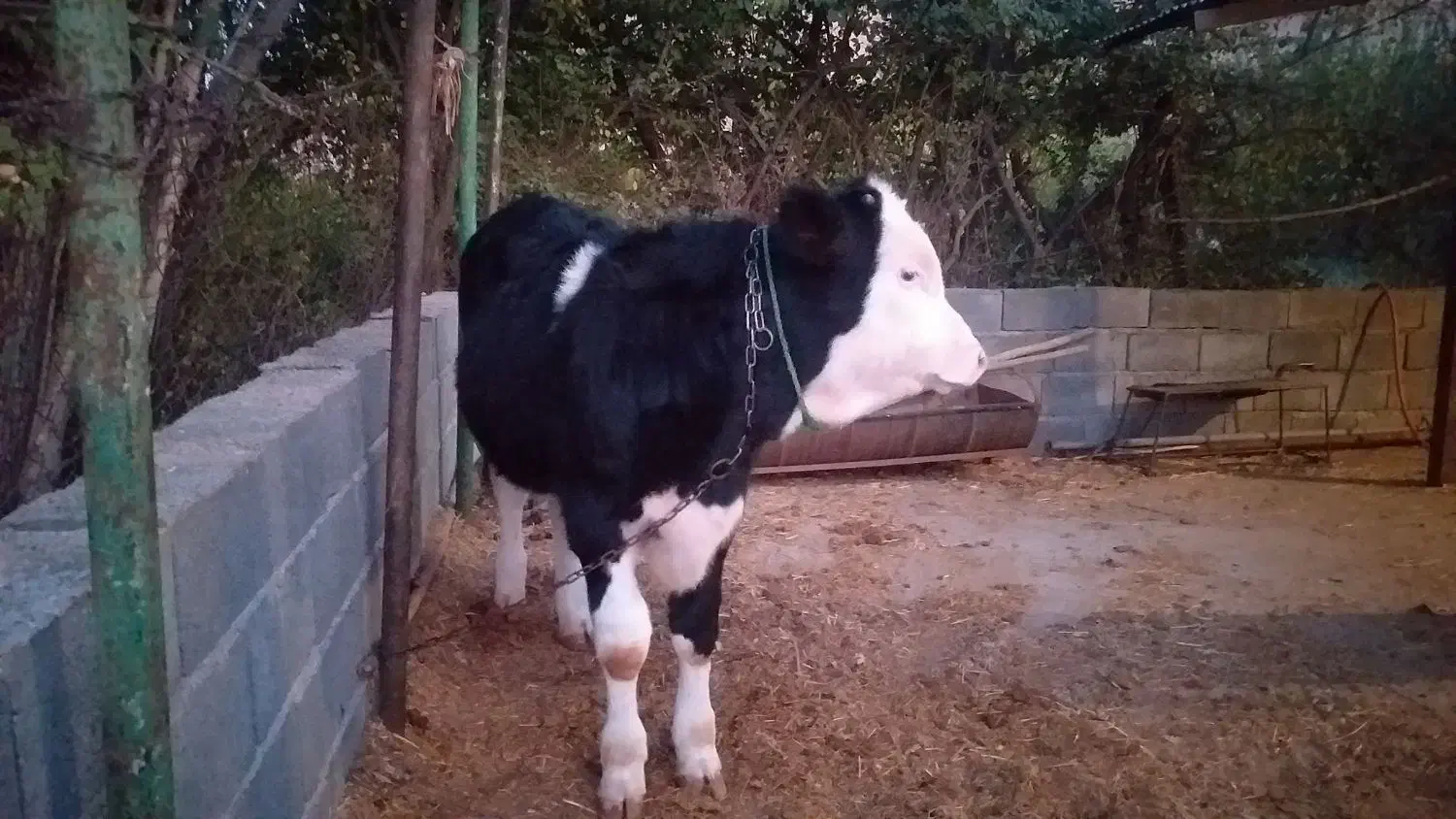 گاو و گوساله|حیوانات مزرعه|طالقان, |دیوار