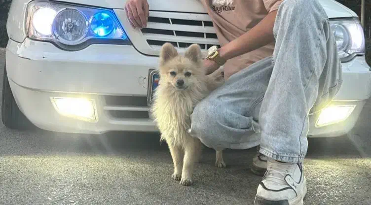 سگ پامرین|سگ|مشهد, فدک|دیوار