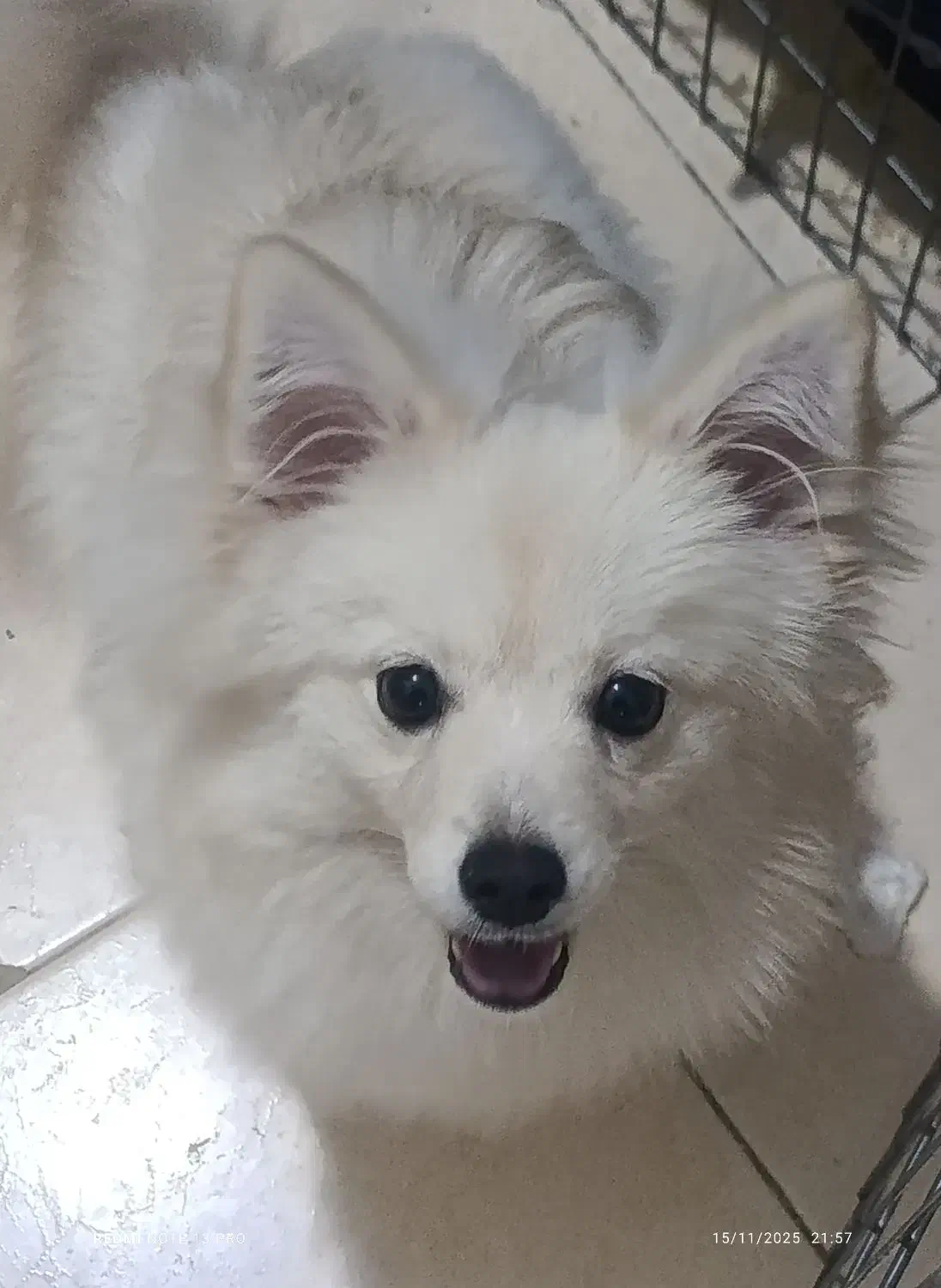 سگ پامر ماده ۷ماهه|سگ|شهریار, شهرک وائین|دیوار