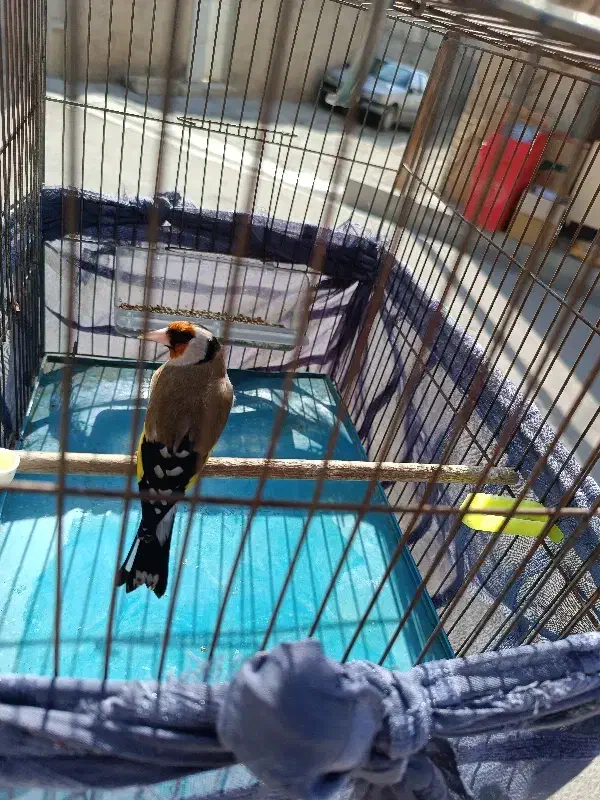 سهره باغی سر سر دهندار دهن قدیمی شرور|پرنده|سنندج, |دیوار