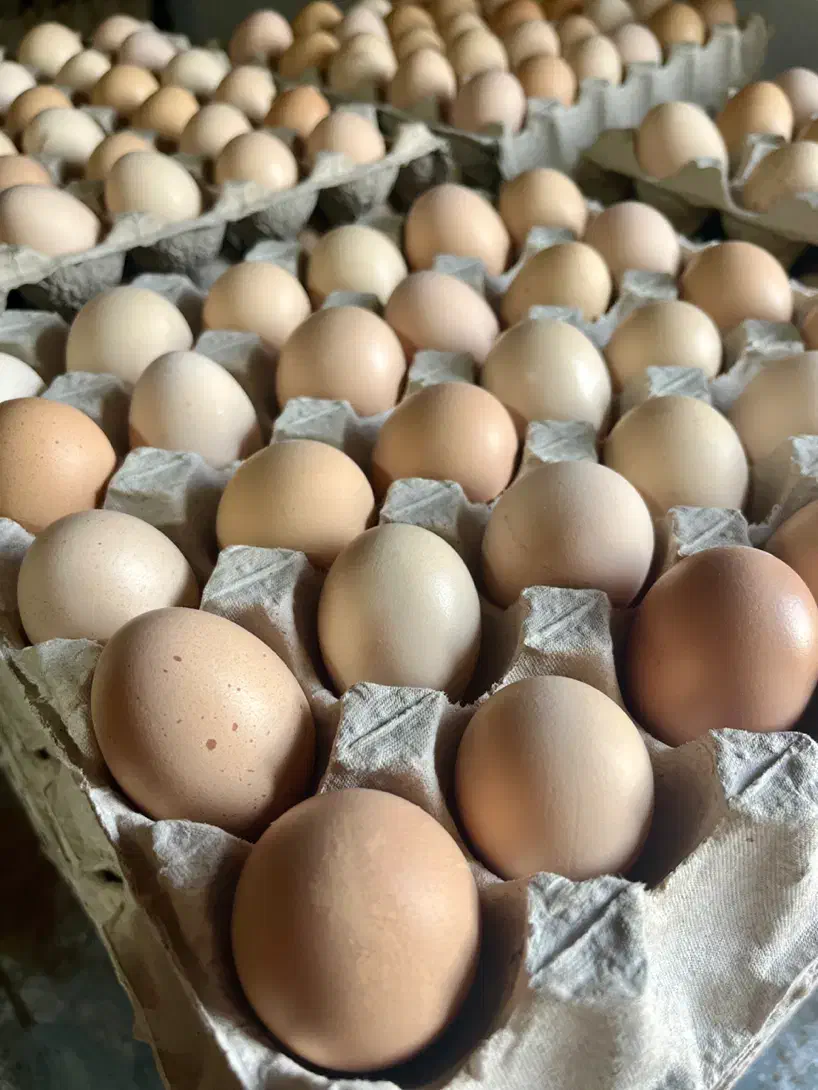 تخم مرغ محلی نژادگلپایگان|خوردنی و آشامیدنی|کرمان, |دیوار