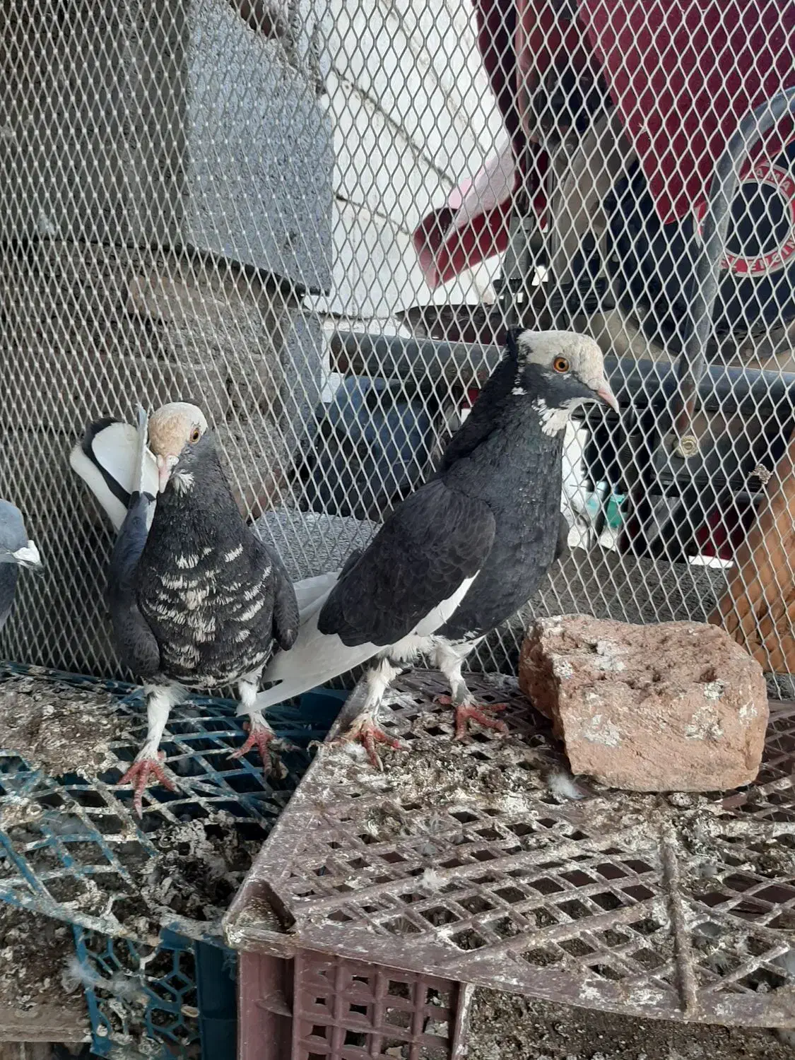 کبوتر|پرنده|بیرجند, |دیوار