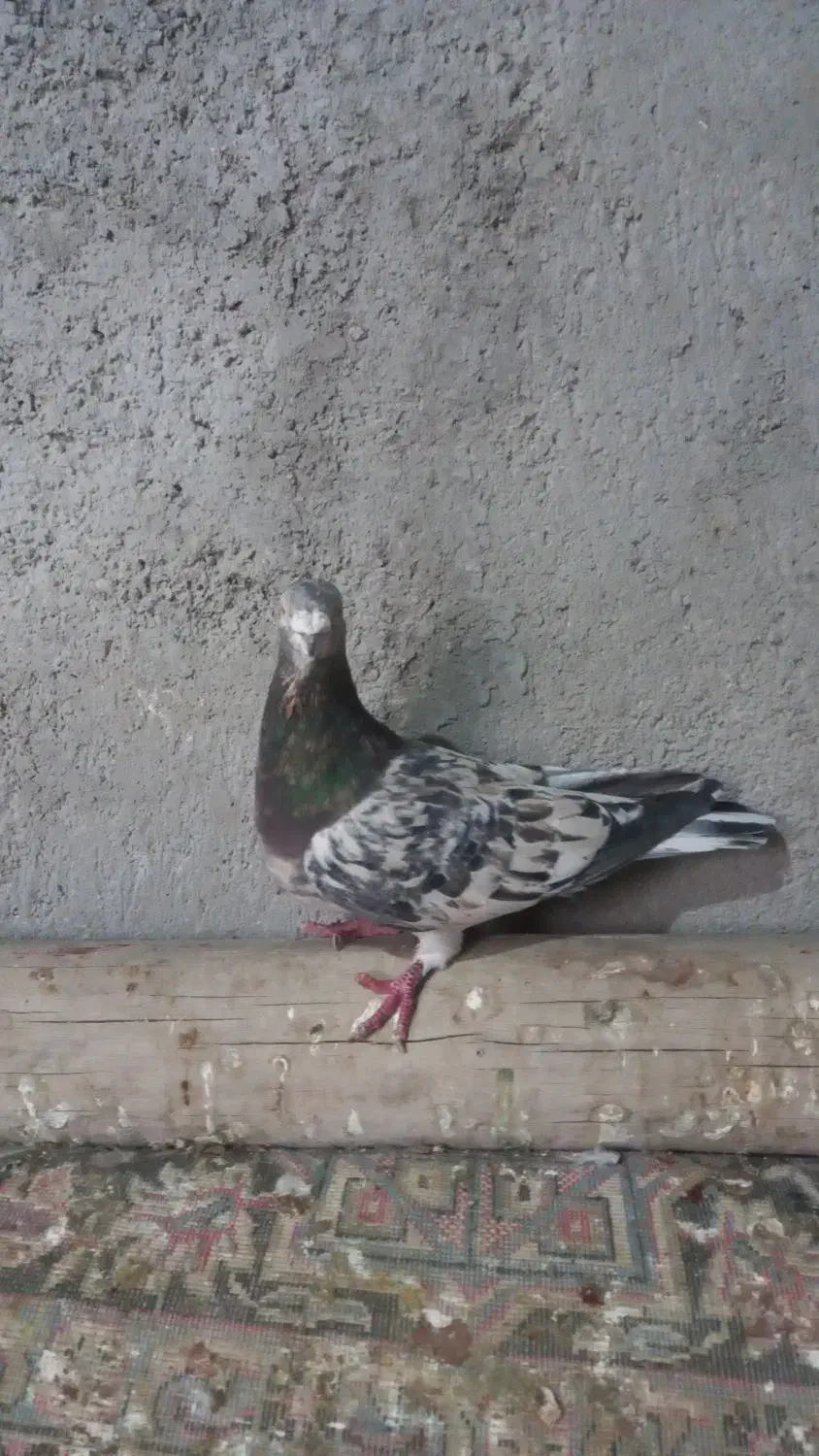 کبوتر رنگی|پرنده|اسفرورین, |دیوار