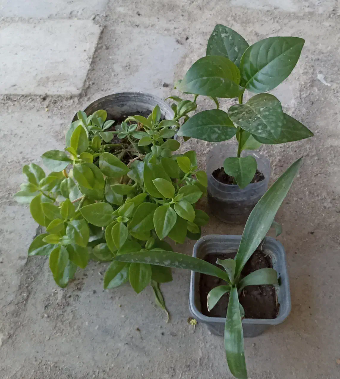 گل وگیاه|گل و گیاه طبیعی|کنارک, |دیوار