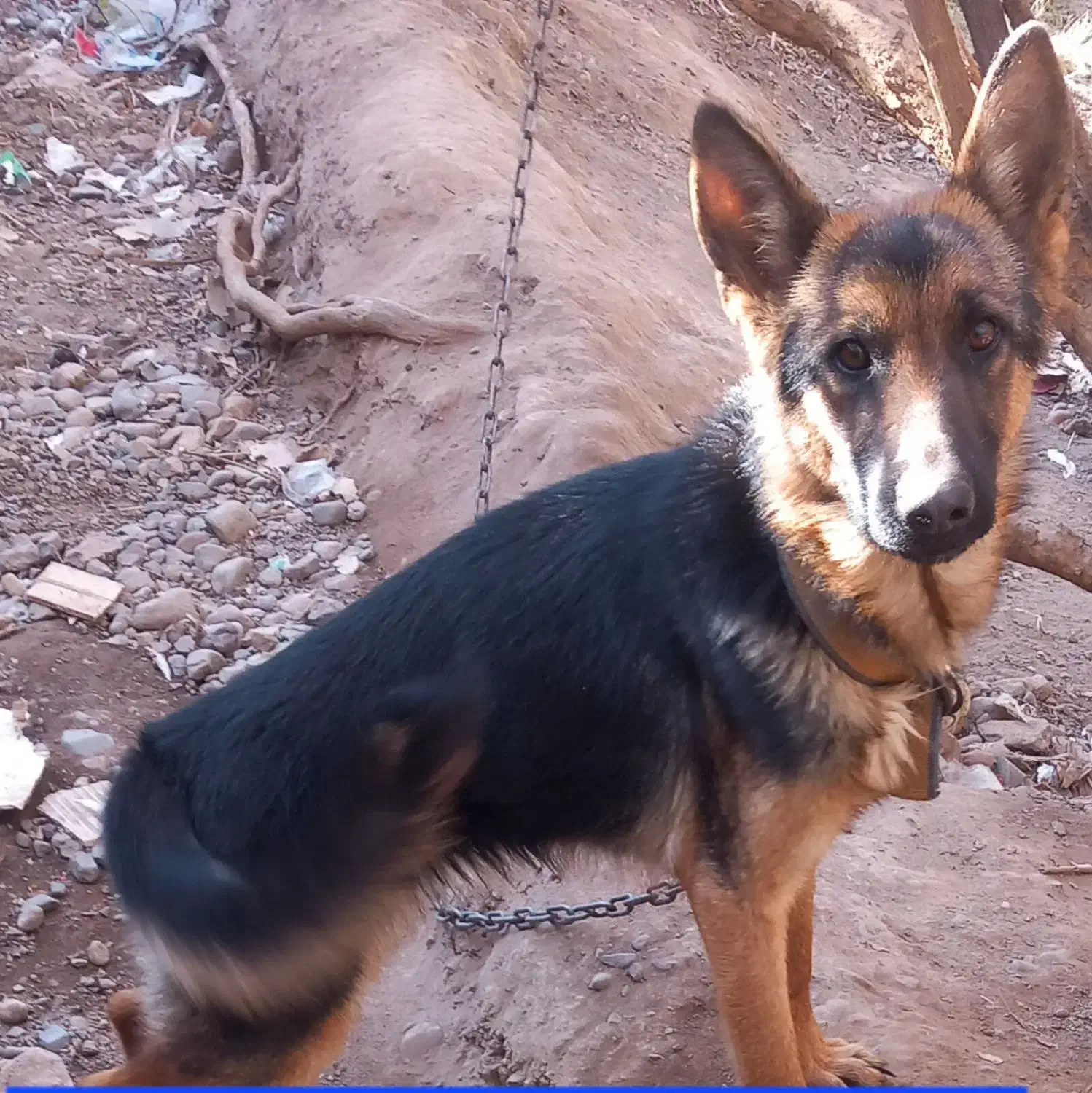 سگ ژرمن|سگ|بم, |دیوار