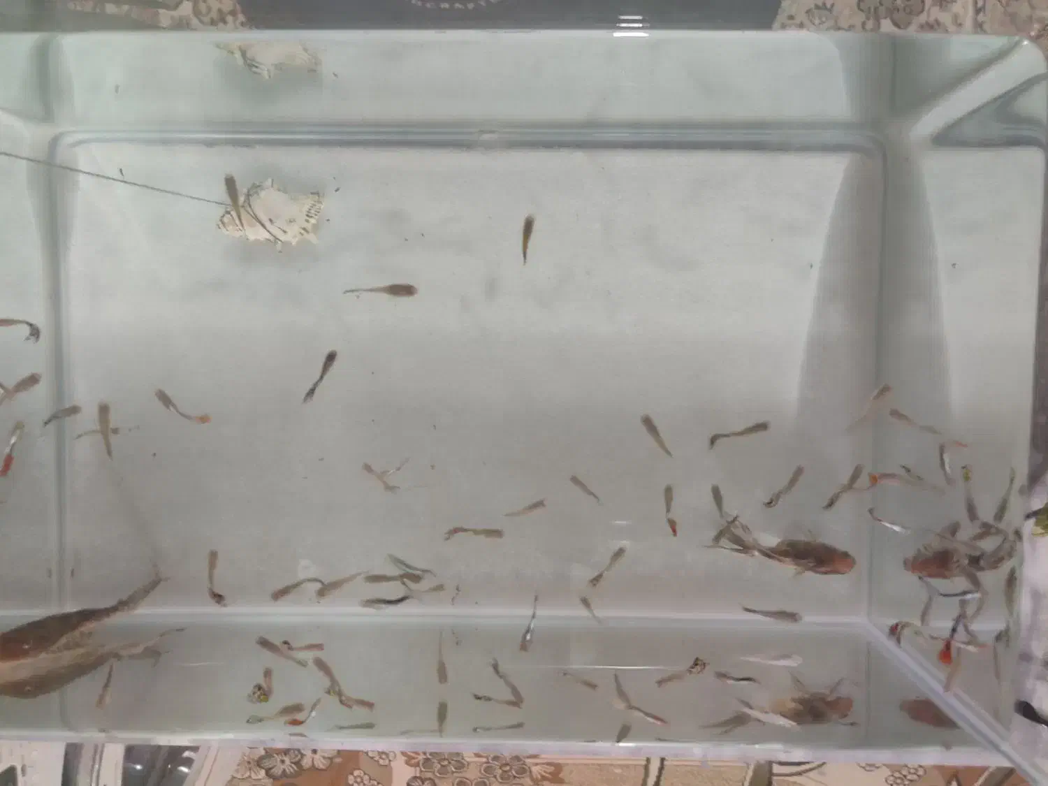 ماهی ،اکواریوم|ماهی|گنبد کاووس, |دیوار