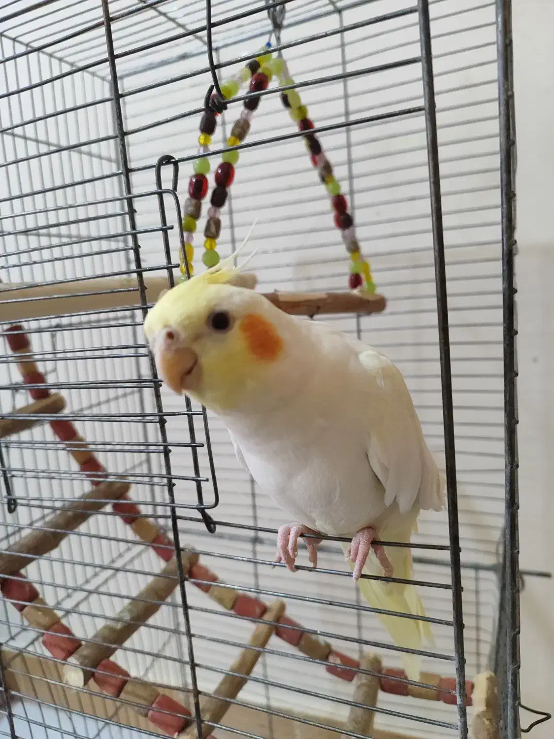 عروس هلندی نر بالغ|پرنده|هشتگرد, فاز ۲ مهستان|دیوار