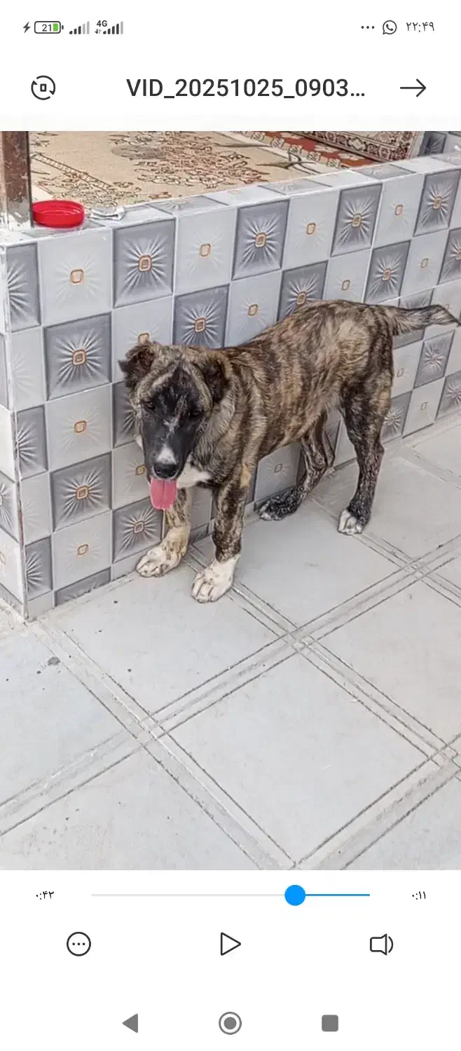 توله رخ فروشی|سگ|کاشمر, |دیوار