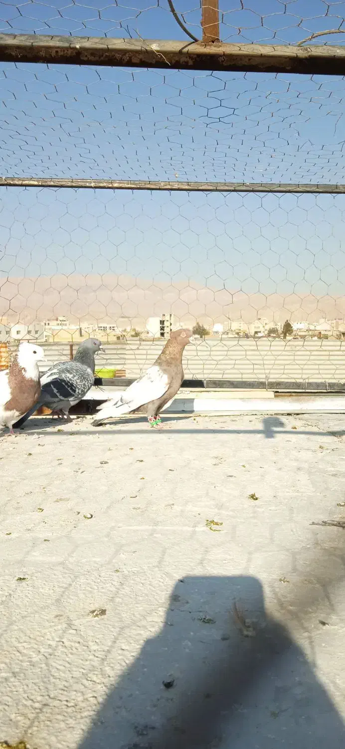 نرسینه وماده شهری سوسنی|پرنده|شیراز, دارالرحمه|دیوار