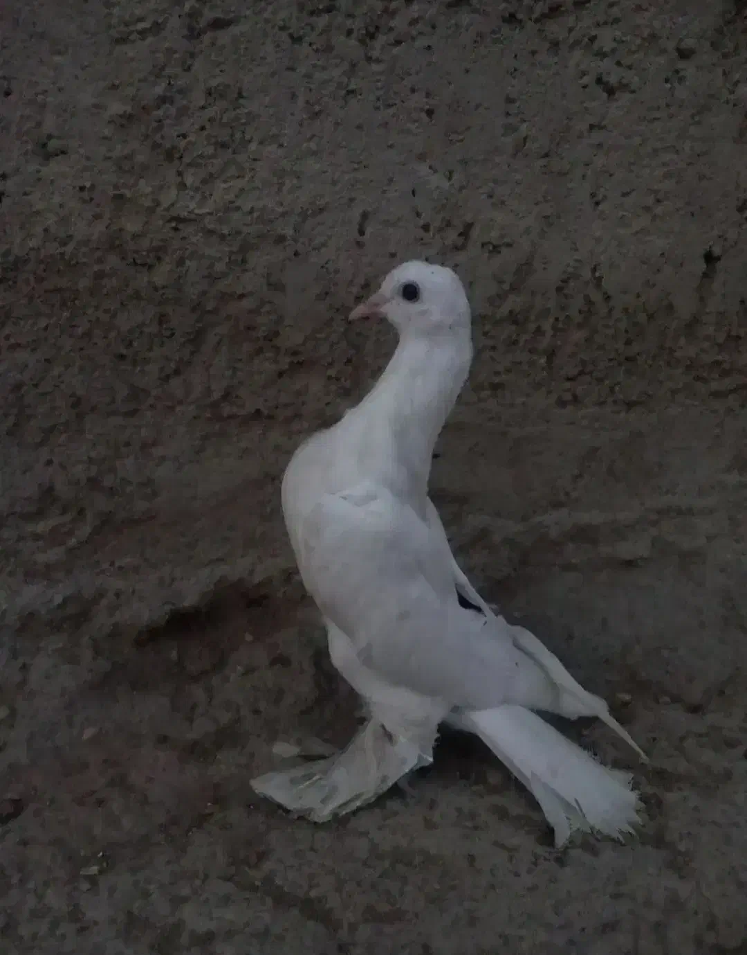 کبوتر لوتی|پرنده|اهر, |دیوار