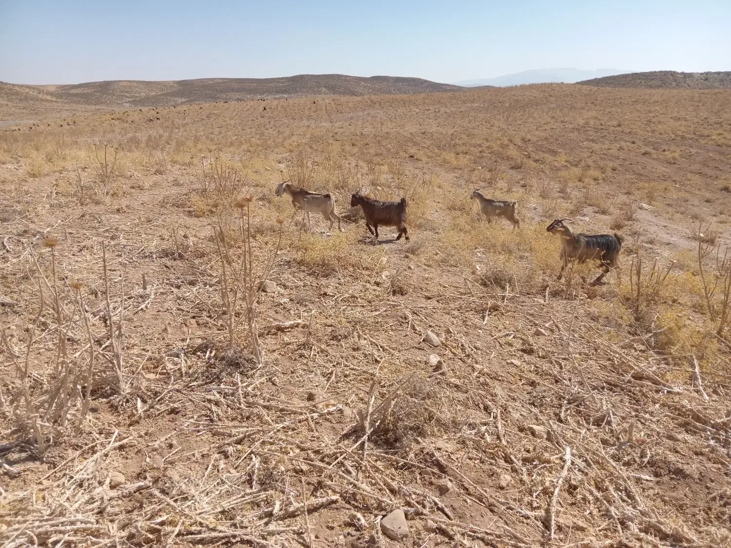 بز داشتی|حیوانات مزرعه|شیراز, احمدآباد|دیوار