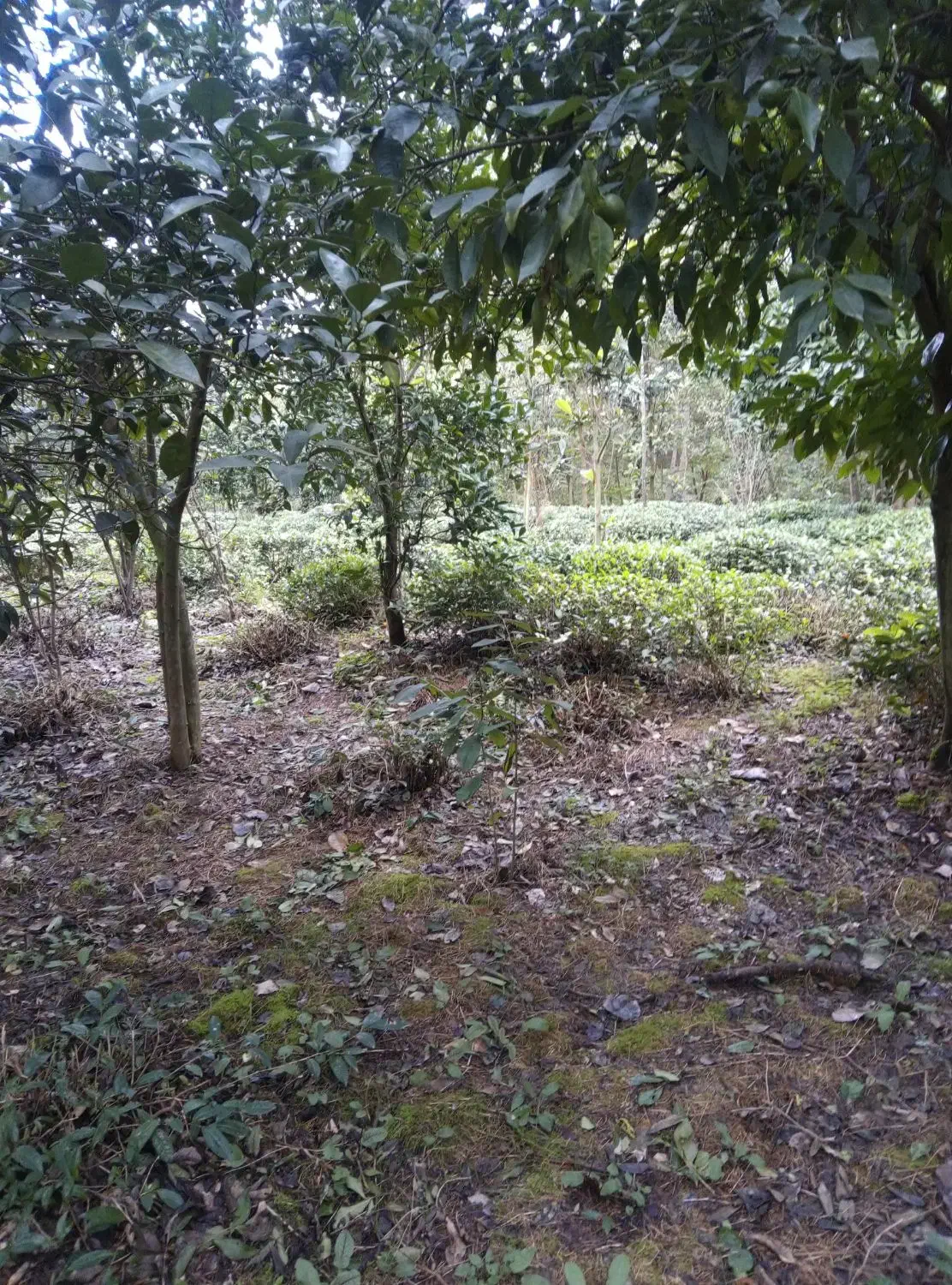 زمین کشاورزی مناسب برای گلخانه|فروش زمین و ملک کلنگی|واجارگاه, |دیوار