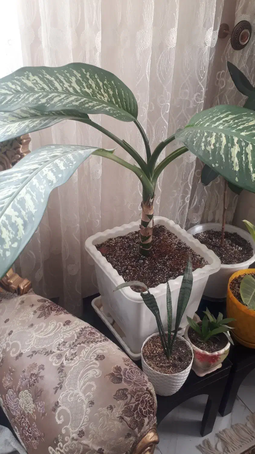 گل وکیاه|گل و گیاه طبیعی|ملایر, |دیوار