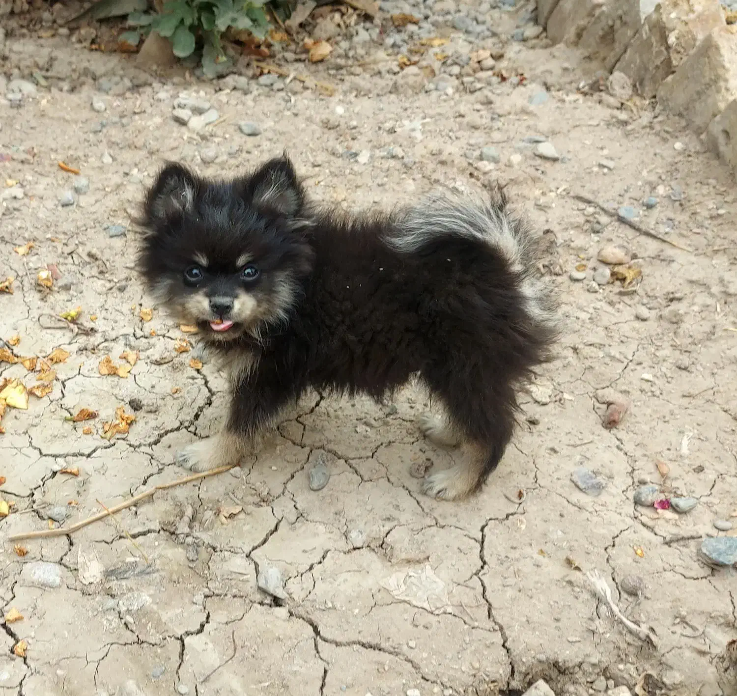 توله پامر عروسکی|سگ|جیرفت, |دیوار