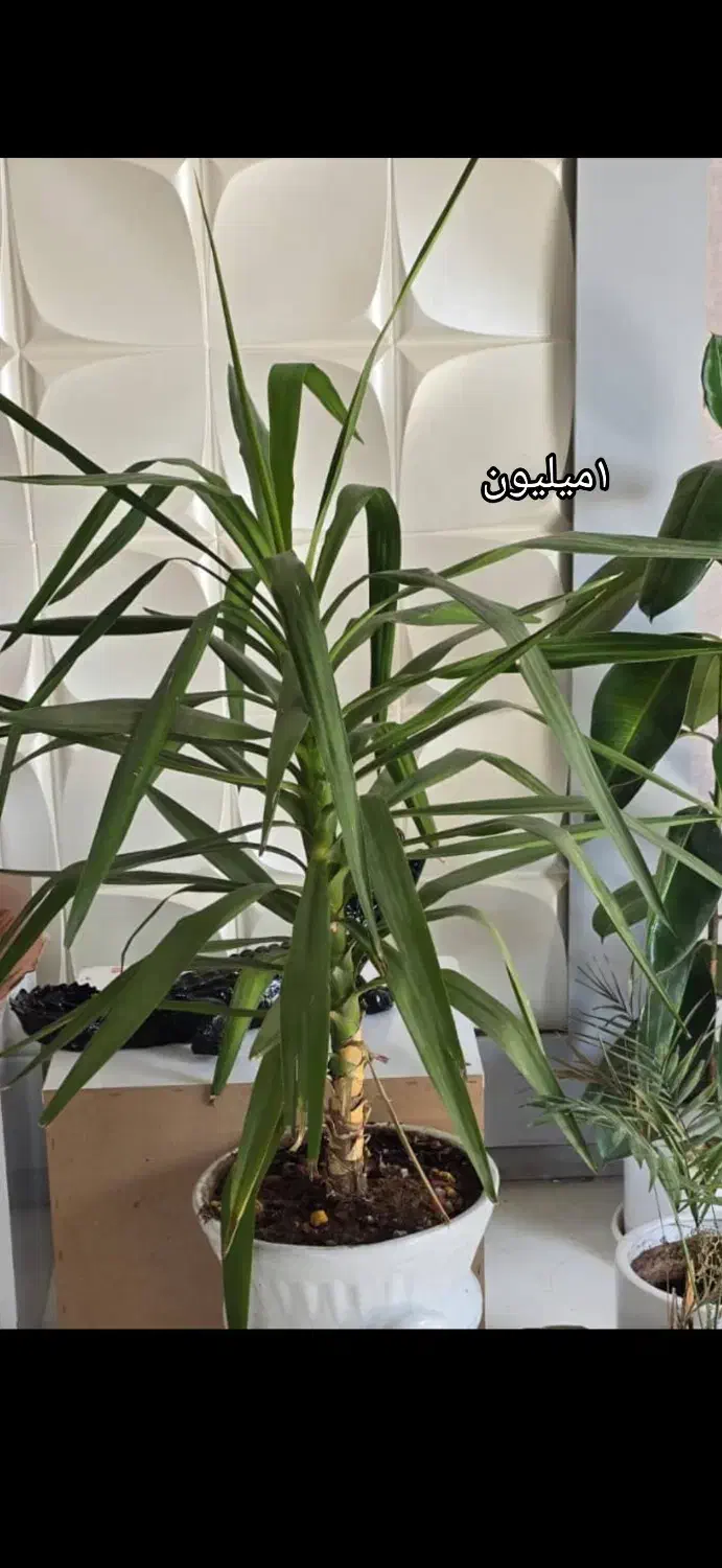 گل.|گل و گیاه طبیعی|شیراز, آزادگان|دیوار