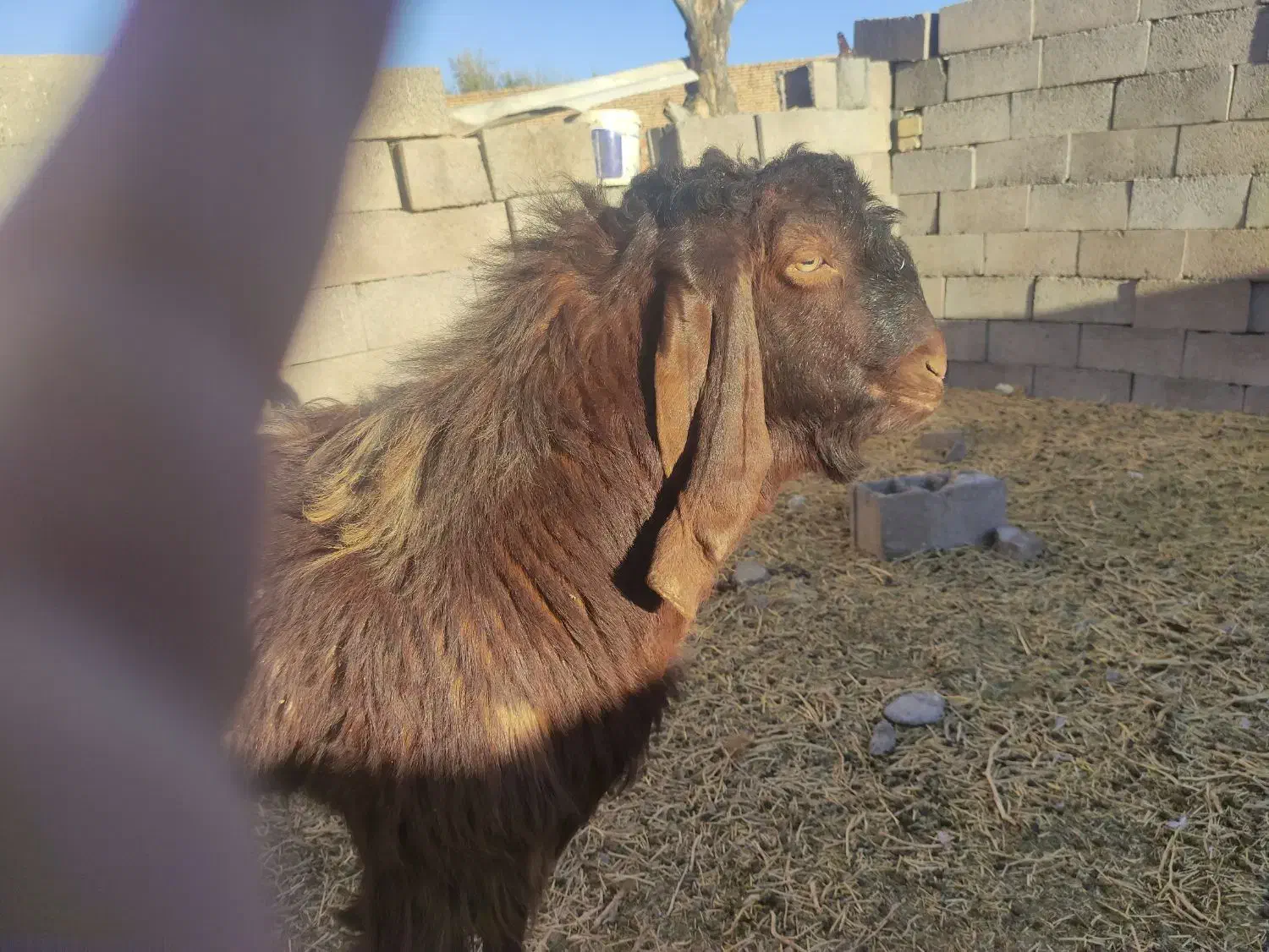 بزنر|حیوانات مزرعه|فریمان, |دیوار