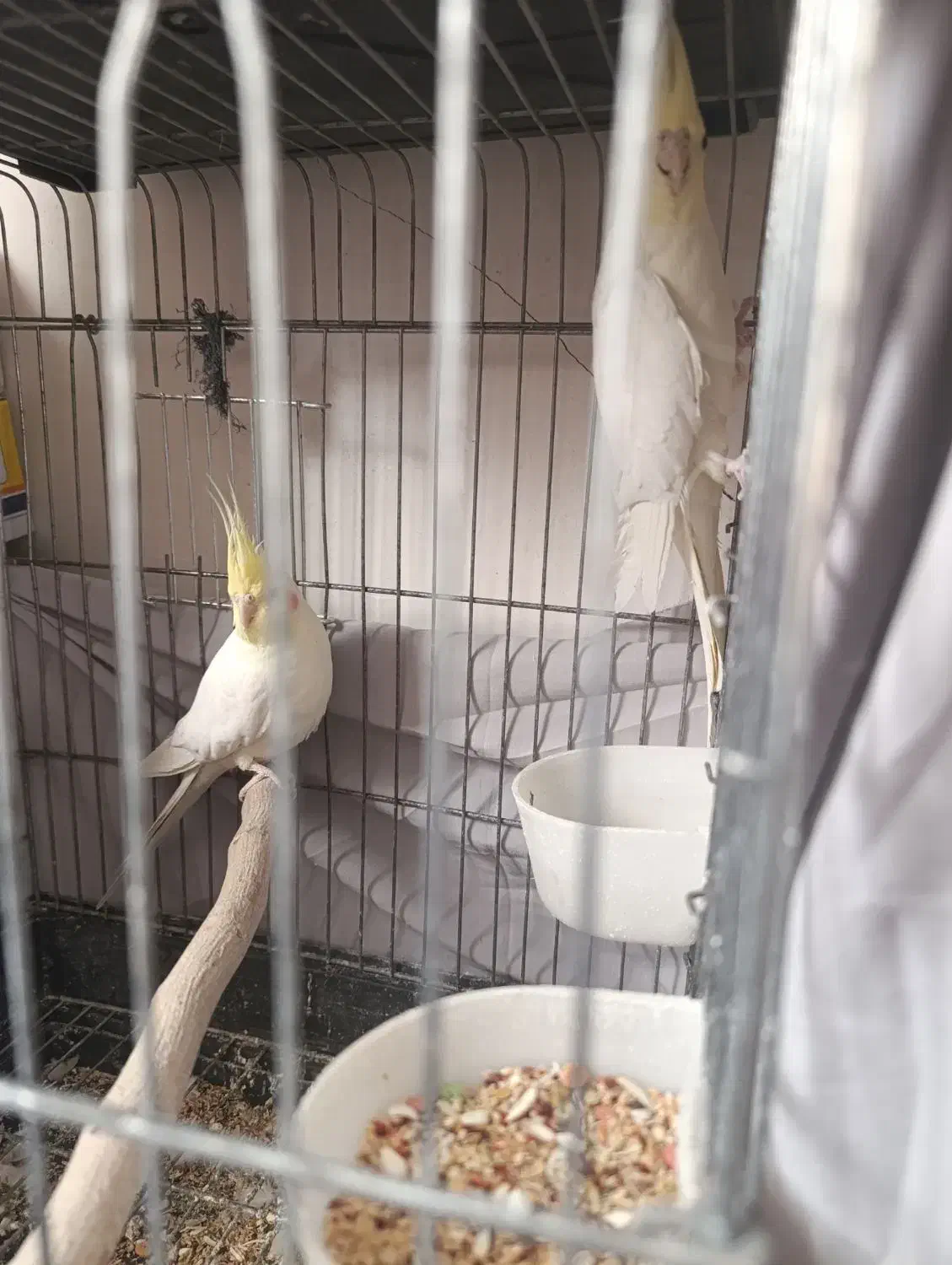 عروس هلندی مولد|پرنده|قم, چهل اختران|دیوار