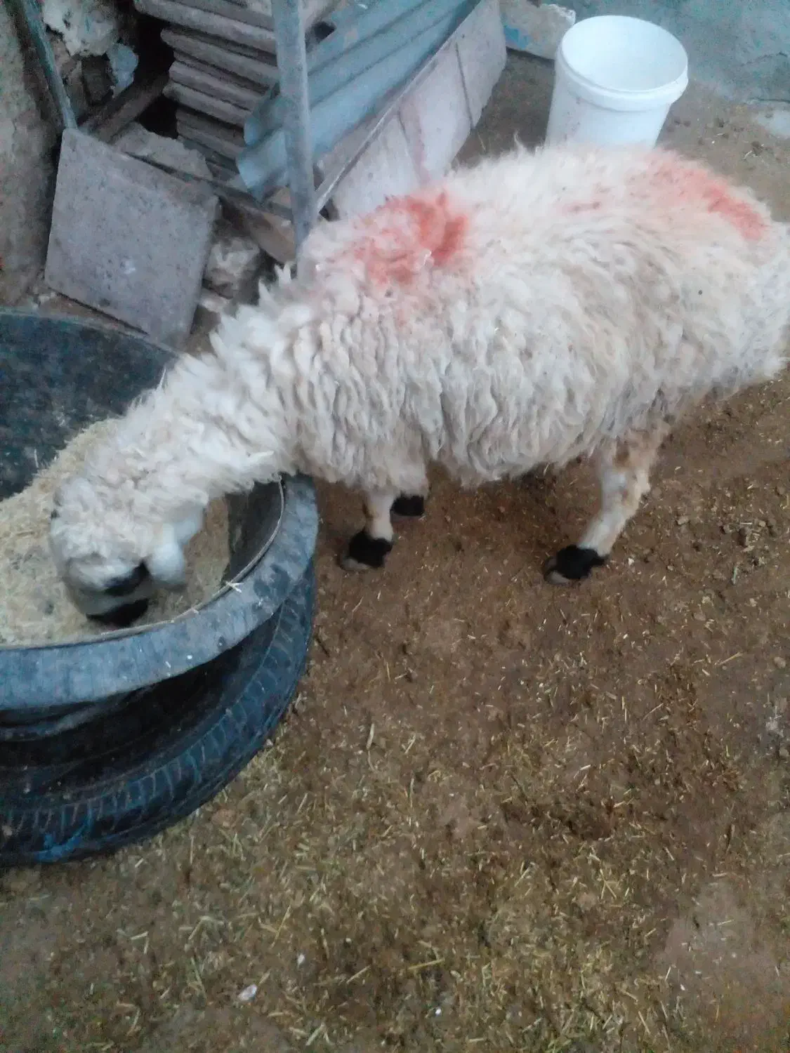 میش گزلی فروشی وبز|حیوانات مزرعه|تربت جام, جامرود|دیوار