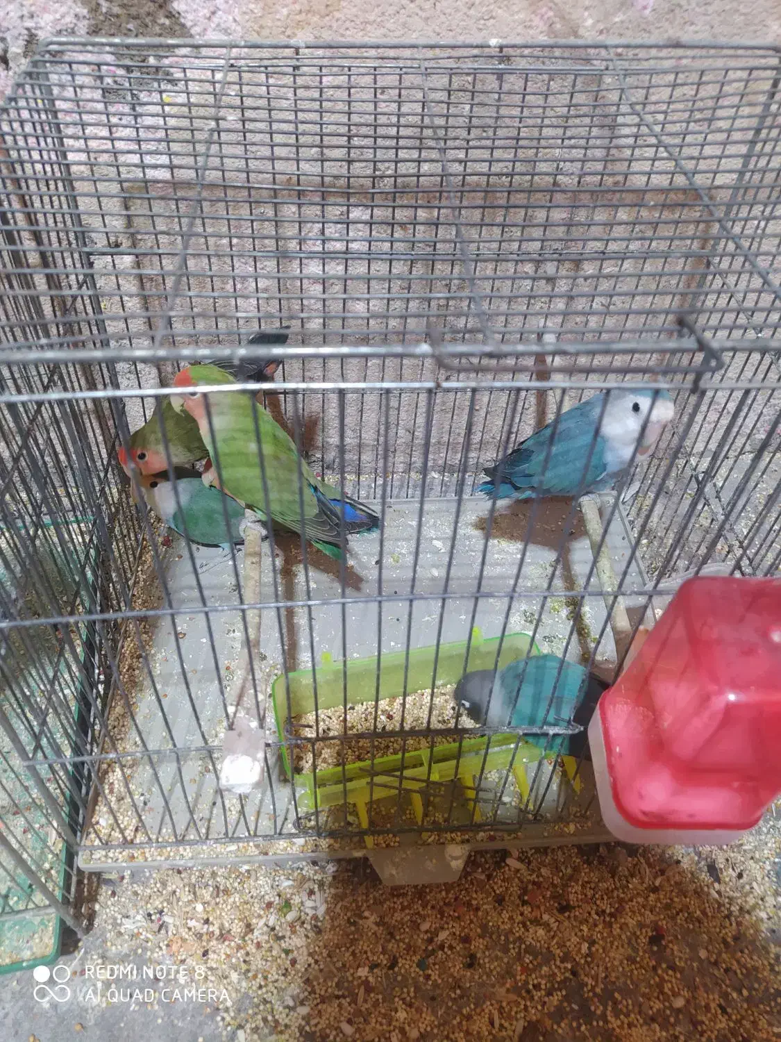 عروس هلندی .قناری .طوطی برزیلی|پرنده|کنگاور, |دیوار