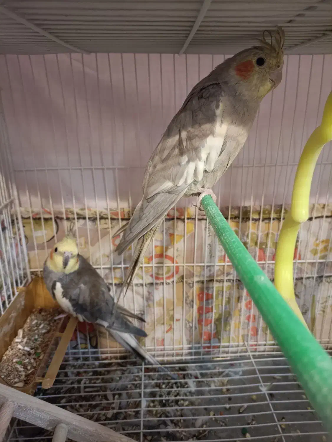 عروس هلندی|پرنده|گلبهار, شهر جدید گلبهار|دیوار