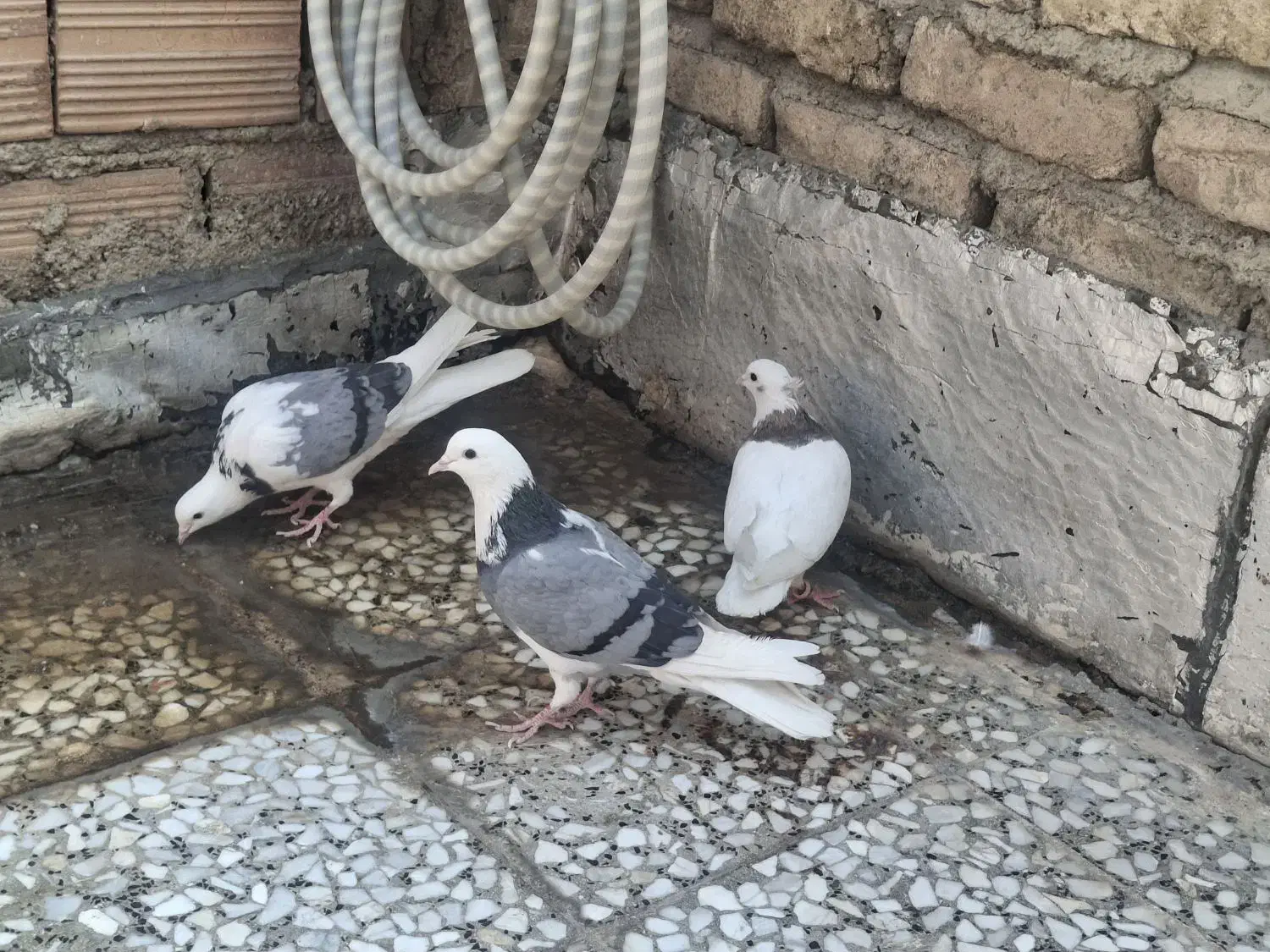 کبوتر کفتر|پرنده|شهریار, شهریار|دیوار