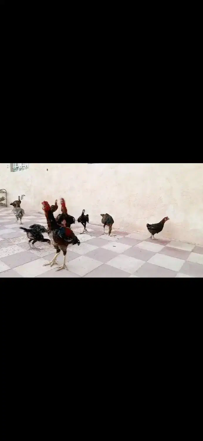 مرغ و خروس لاری|حیوانات مزرعه|کوه چنار, |دیوار