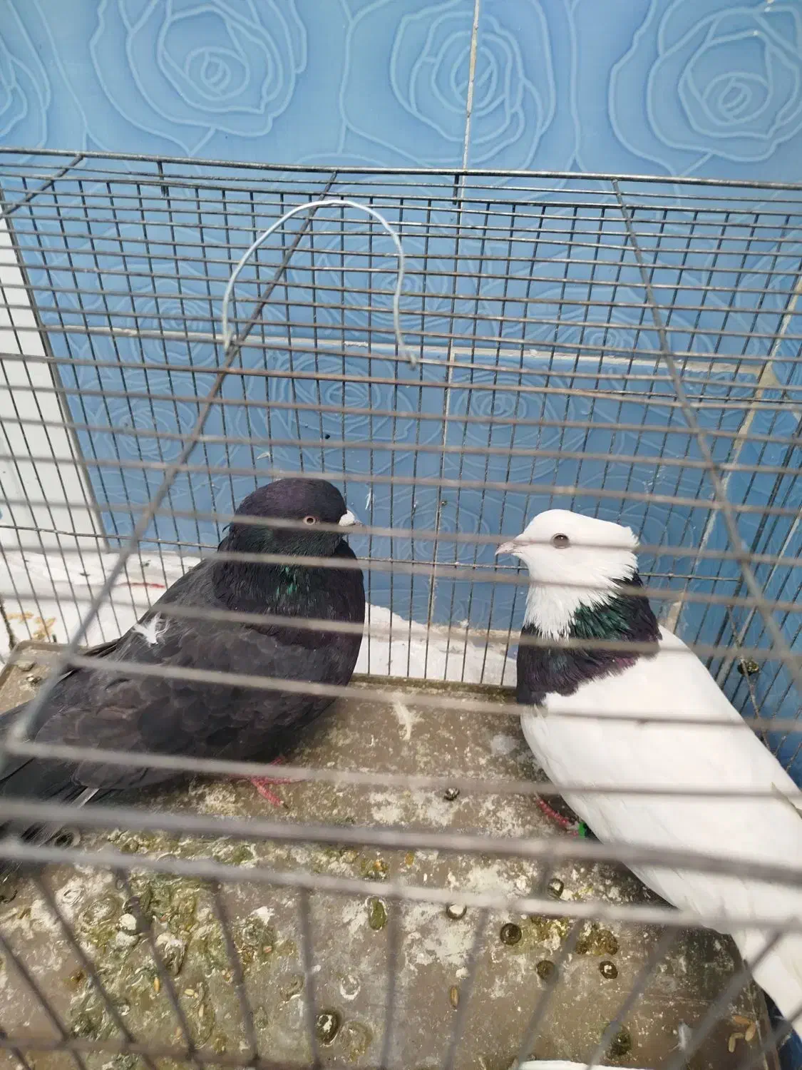 فروشی|پرنده|ایذه, |دیوار